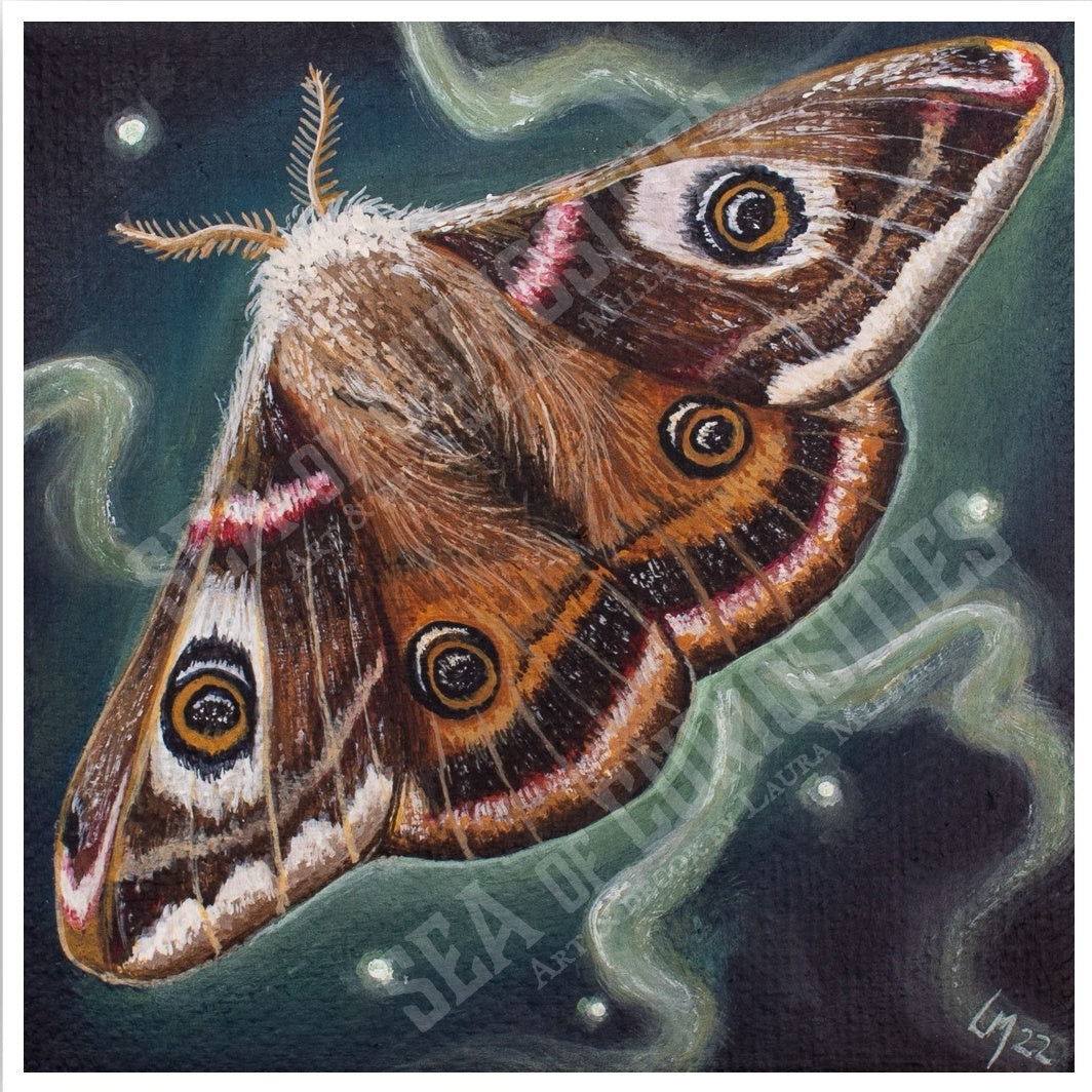 Emperor Moth - Art Print