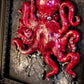 Octopus Wall Art - Red